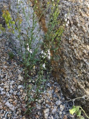 Sairocarpus kingii