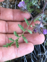 Phacelia vallis-mortae