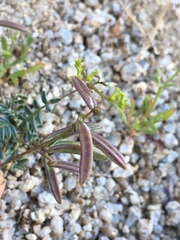 Astragalus acutirostris