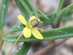 Cleomella parviflora