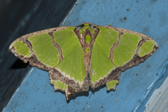 Agathia hilarata