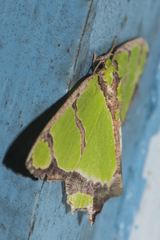 Agathia hilarata