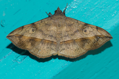 Anticarsia irrorata