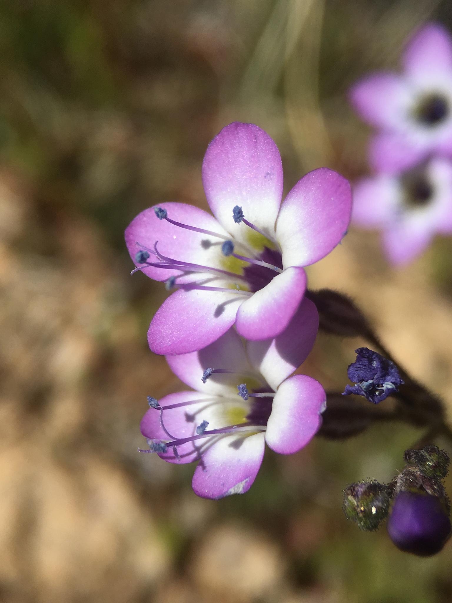 Gilia brecciarum ssp. neglecta