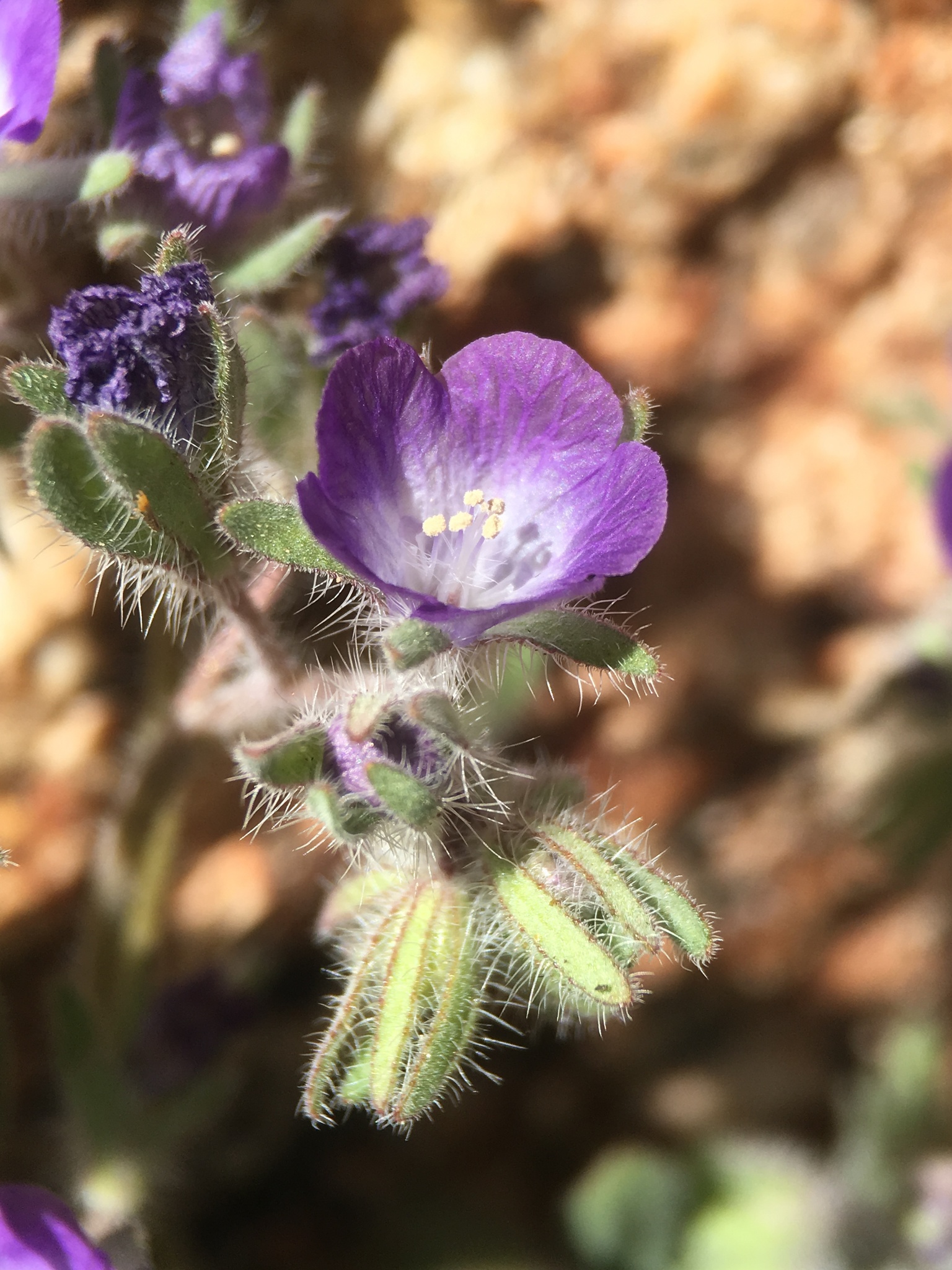 Phacelia curvipes