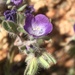 Washoe Phacelia - Photo (c) Matt Berger, some rights reserved (CC BY), uploaded by Matt Berger