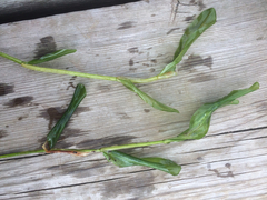 Potamogeton praelongus