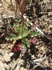 Gilia cana