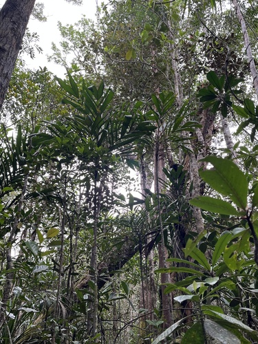 Foto de Basselinia pancheri