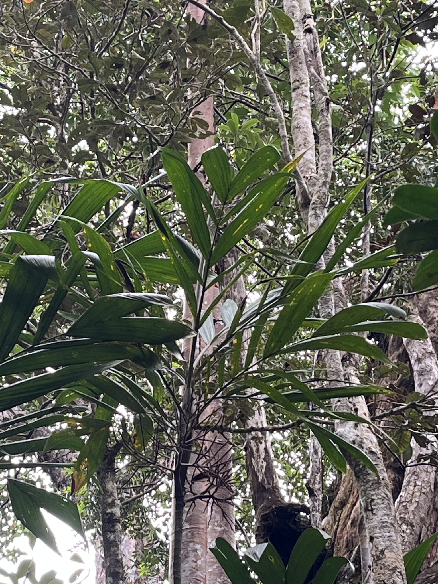 Imagem de Basselinia pancheri