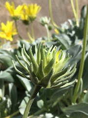 Enceliopsis covillei