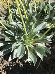 Enceliopsis covillei