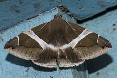 Bastilla