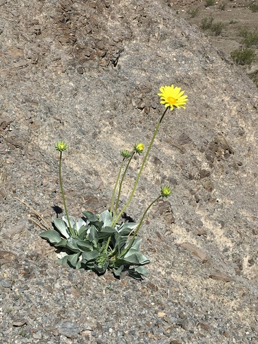 Image of Enceliopsis covillei by (c) Matt Berger, some rights reserved (CC BY)