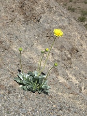 Enceliopsis covillei