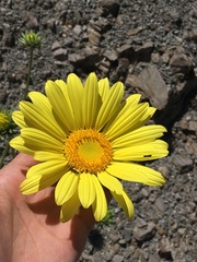 Enceliopsis covillei