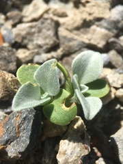 Enceliopsis covillei
