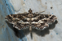 Diasemiopsis ramburialis