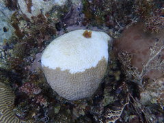 Pseudodiploria strigosa