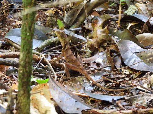 Enyalius pictus