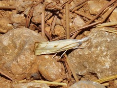 Agriphila paleatellus