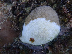 Pseudodiploria strigosa