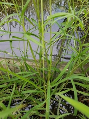 Leersia