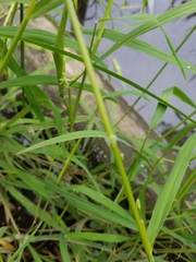 Leersia