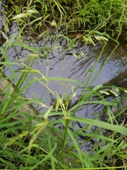 Leersia