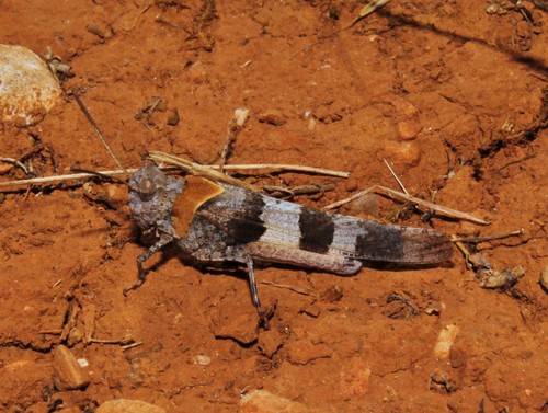 Scarlet Band-winged Grasshopper