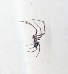 Araneidae