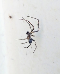 Araneidae