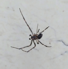 Araneidae