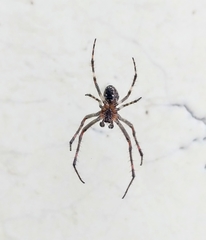 Araneidae