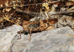Oedipoda germanica meridionalis