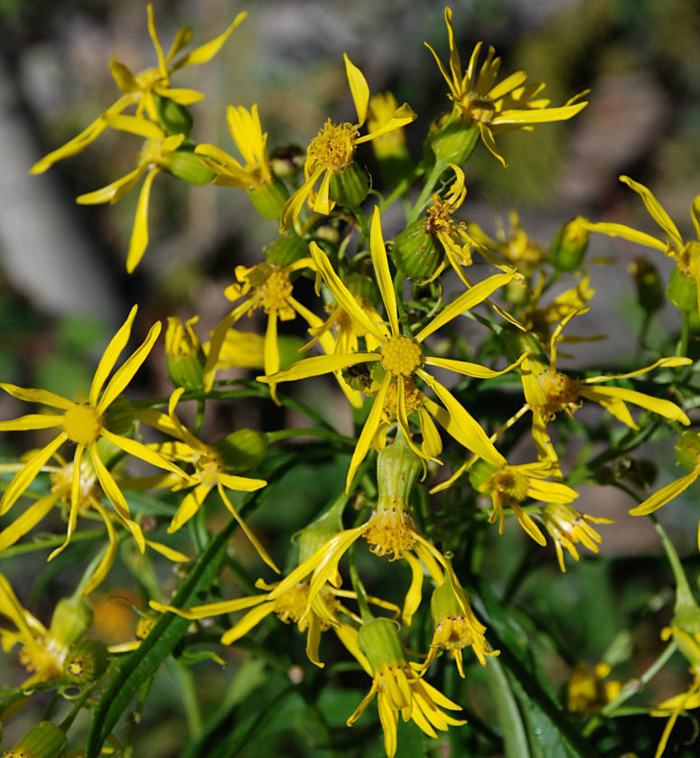 Senecio serra