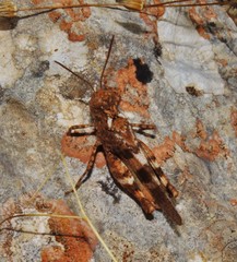 Oedipoda miniata