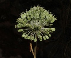 Allium chamaespathum