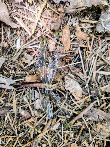 Boquet Forks Trail