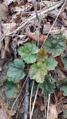 Heuchera