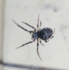 Larinioides sclopetarius