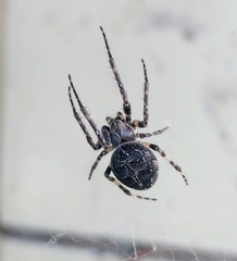 Larinioides sclopetarius