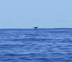 Megaptera novaeangliae