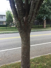 Zelkova