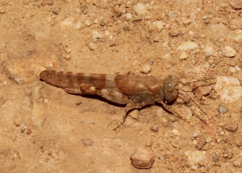 Desert Sand Grasshopper