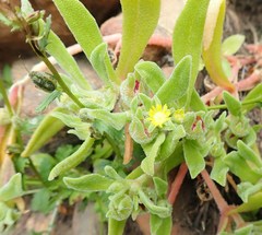 Cleretum papulosum