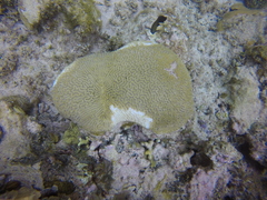 Pseudodiploria strigosa