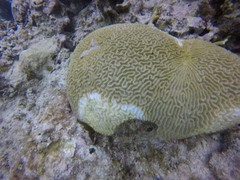 Pseudodiploria strigosa