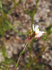 Heliophila pendula