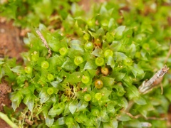 Physcomitrium immersum